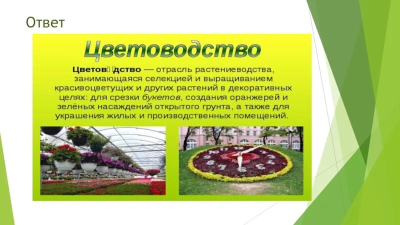 Цветоводство проект. Цель проекта по выращиванию растений. Цели и задачи цветоводства. Проект выращивания цветов. Цветочный рассадный тепличный бизнес.
