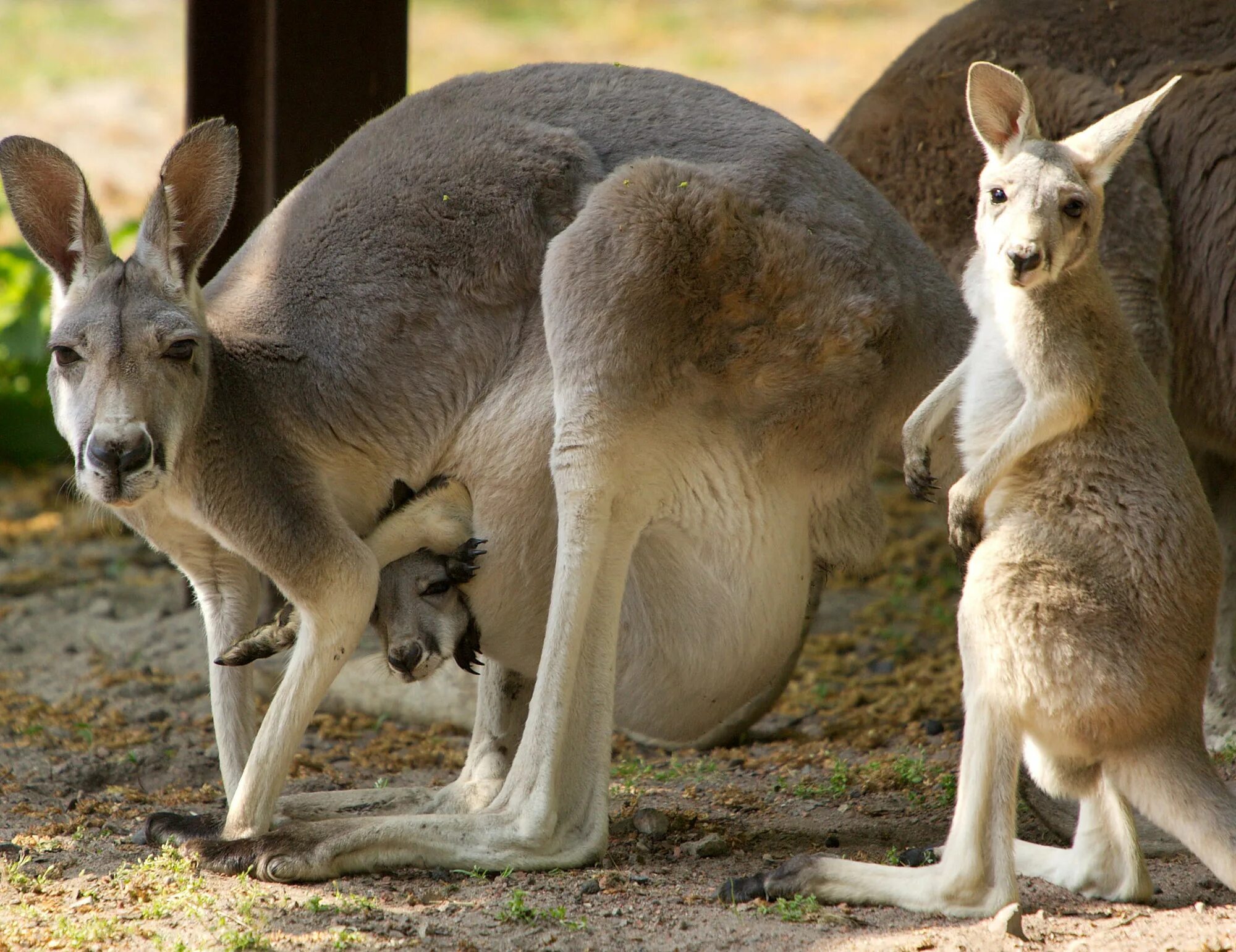 Уродливый кенгуру. Тасмания кенгуру. Рыжий кенгуру австралии. Кенгуру wallabee. Одним из самых известных потомков современных кенгуру.