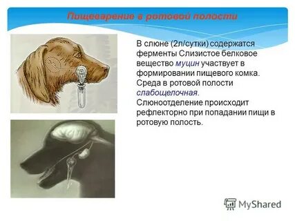 Обильное слюновыделение у человека
