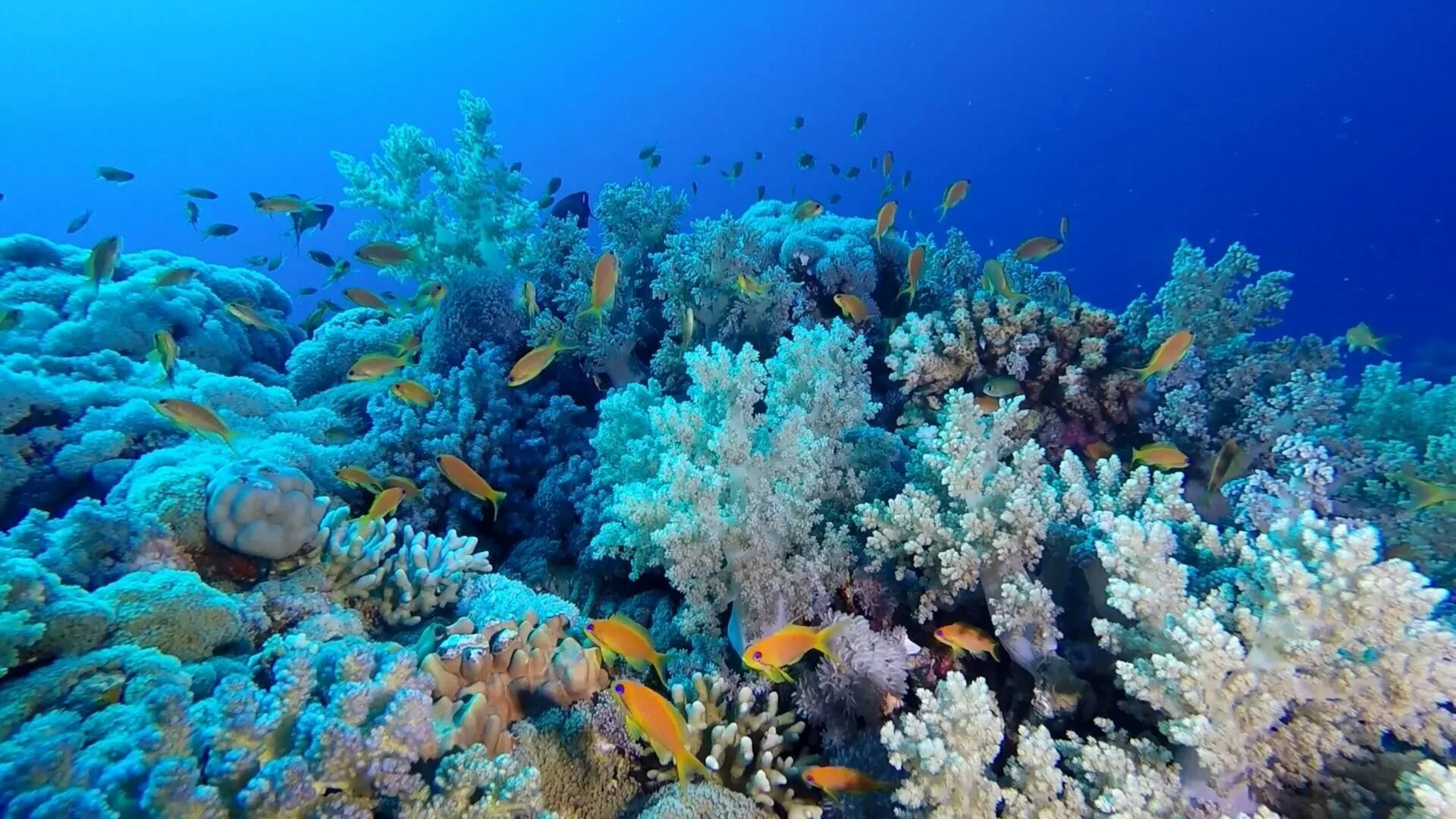 Коралловые рифы в хургаде. Подводный риф Марса Алам. Коралловые рифы красного моря. Райский риф Эйлат. Рифы в Египте.