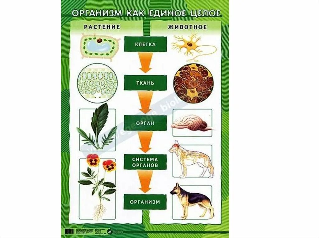 Организм единое целое. Уровни организации растений. Уровни организации организма. Органы живых организмов. Уровень организации тела