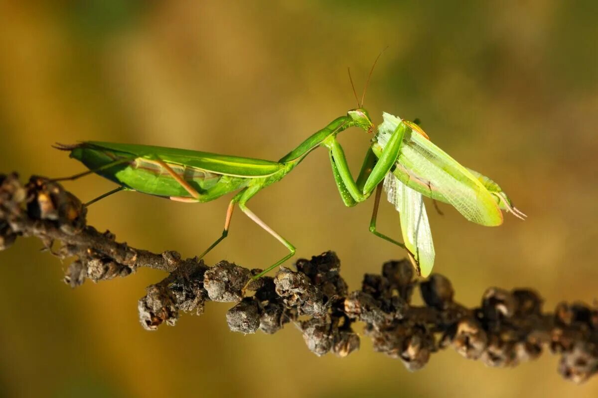 Богомол Mantis religiosa самка. Богомол обыкновенный. Самка богомола насекомое. Самка богомола насекомое съедает самца.