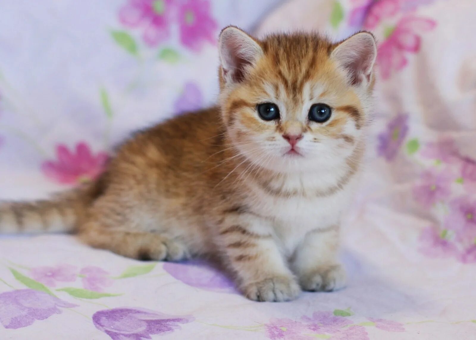 Американский короткошерстный кот рыжий. Американская короткошерстная рыжая. Рыжая короткошерстная кошка. Американская короткошерстная котенок. Сколько стоит кошечка