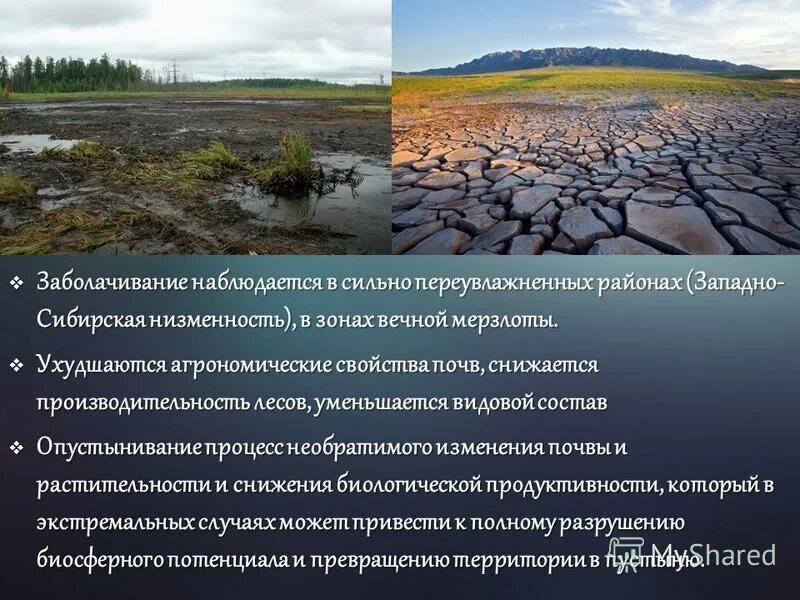 Многолетняя мерзлота занимает в россии более 60. Многолетняя мерзлота в Западной Сибири. Заболачивание почв презентация. Причины заболачивания территорий. Почвы Западно сибирской равнины.