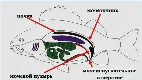 Органы выделения у рыб и земноводных