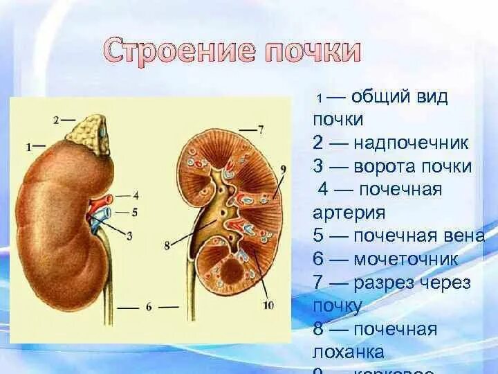 Почка анатомия человека. Строение лоханки почки. Почечные ворота строение. Строение почки и мочеточника. Внутреннее строение почки анатомия.