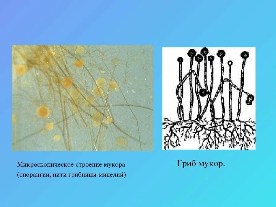 Что представляет собой мицелий