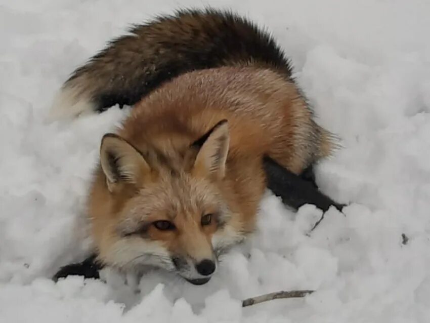 Rus foxes. Red fox. Лиса на острове русский. Лисица крестовка бургунди. Лиса.