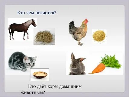 Еда для домашнего животного