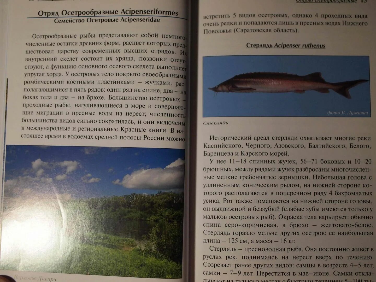 Рыбы рек и озер всемирная иллюстрированная энциклопедия. Энциклопедия про рыб для детей. Энциклопедия про рыб читать. Книга рыбы рек и озер. Всемирная иллюстрированная энциклопедия.