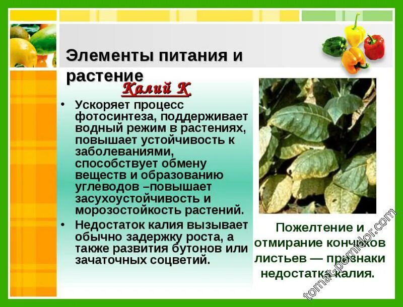 Какие элементы минерального питания необходимы. Влияние микроэлементов на растения. элементы питания растений. роль элементов в жизни растений. роль калия для растений.
