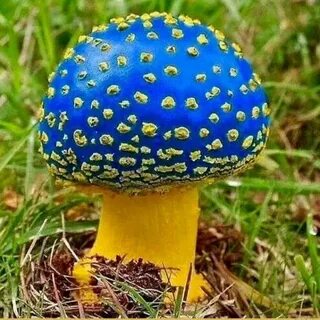 Желтый гриб ядовитый