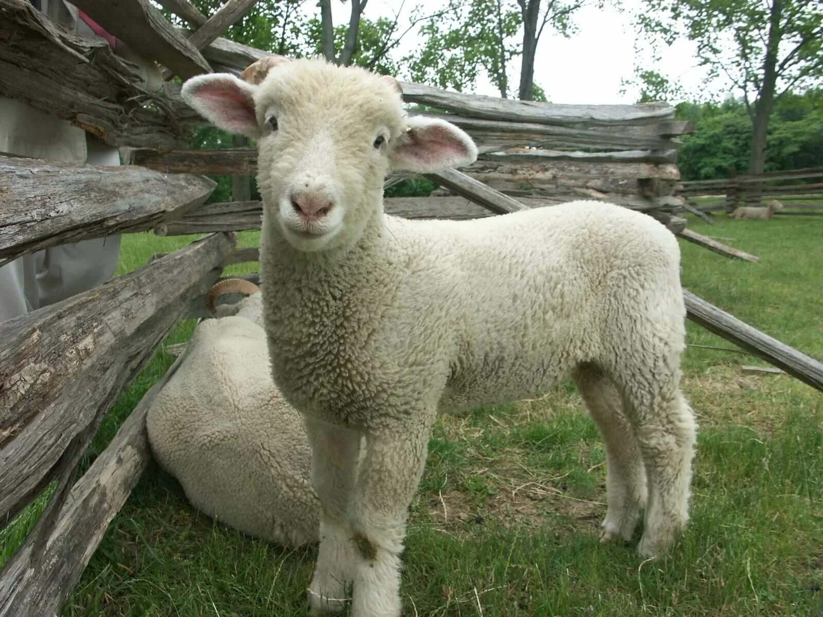 Eveil Homme Mouton2