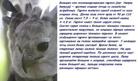 Заяц гарпия текст на русском