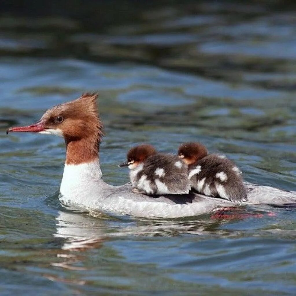 Большой крохаль утка. Большой крохаль Mergus Merganser. Нырок крохаль. Крохаль птица