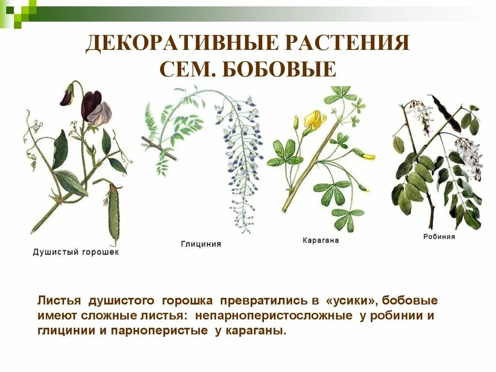 Картинки БОБОВЫЕ ПИЩЕВЫЕ РАСТЕНИЯ ПРИМЕРЫ