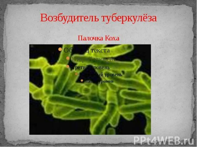 Возбудителем туберкулеза является палочка коха. Палочка коха возбудитель туберкулеза. возбудитель туберкулеза иммунитет.