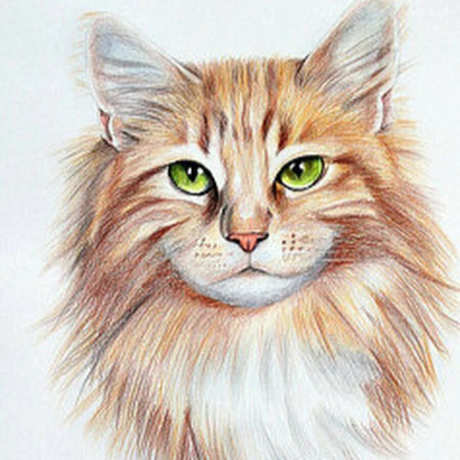 Рисунки животных коты. Рисунки животных коты