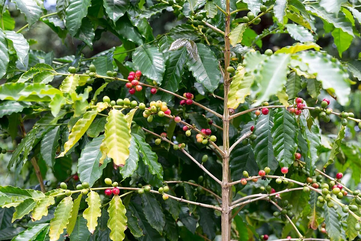 Кофейное дерево Арабика. Кофе Арабика растение. Кофейное дерево Аравийское. Дерево Coffea eugenioides. Сосед кофейного дерева