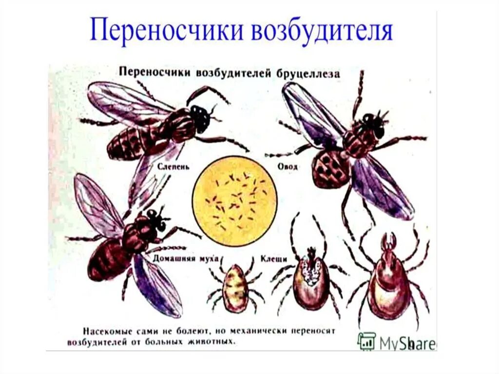 Переносчики опасных заболеваний. Переносчики инфекционных заболеваний. Переносчики заболеваний человека. Насекомые переносчики болезней человека. Насекомые переносчики бруцеллеза.