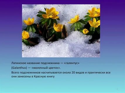 Презентация 19 апреля день подснежника