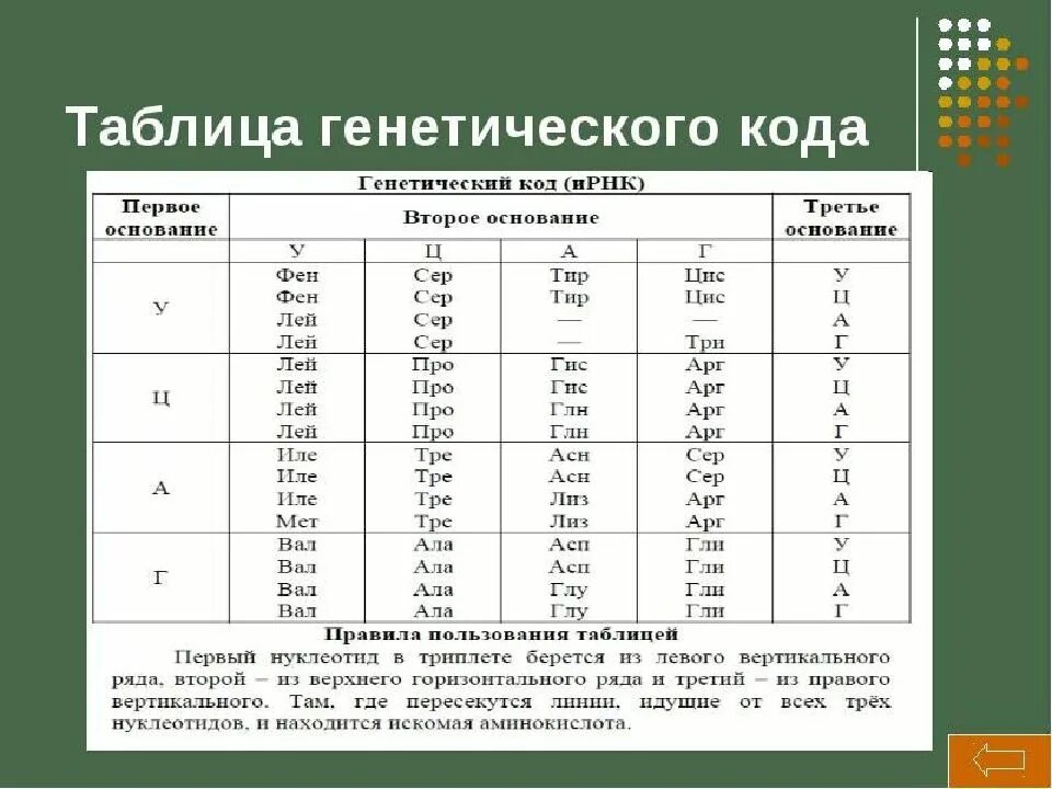 Егэ биология задачи на биосинтез. Генетический код таблица по биологии 10 класс. Таблица кодирования аминокислот ДНК И РНК. Генетический код таблица биология 10 класс. Генетический код таблица ЕГЭ биология.