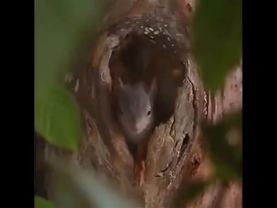 Тащит в дупло какой