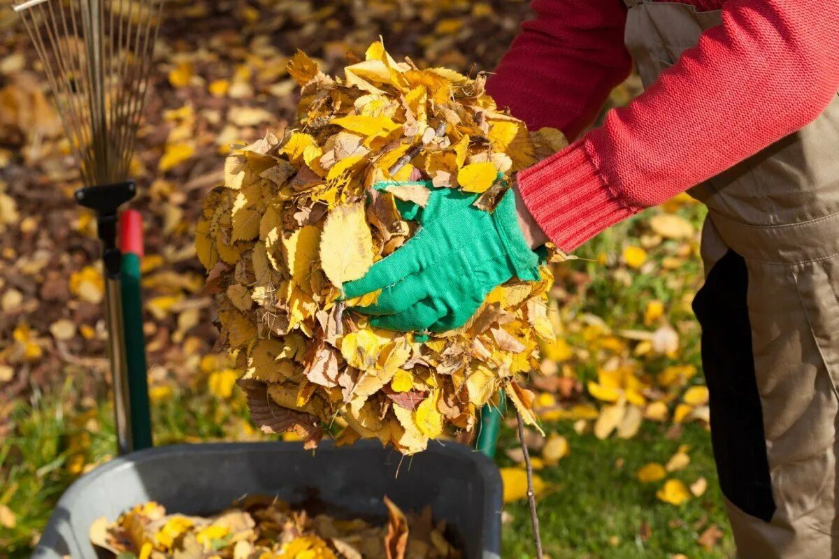 Нужно ли убирать листву. Сбор листьев. Осень в саду. Осенние работы в саду. Уборка листьев.