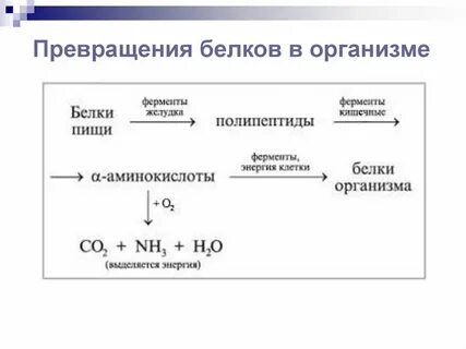 Преобразование белков