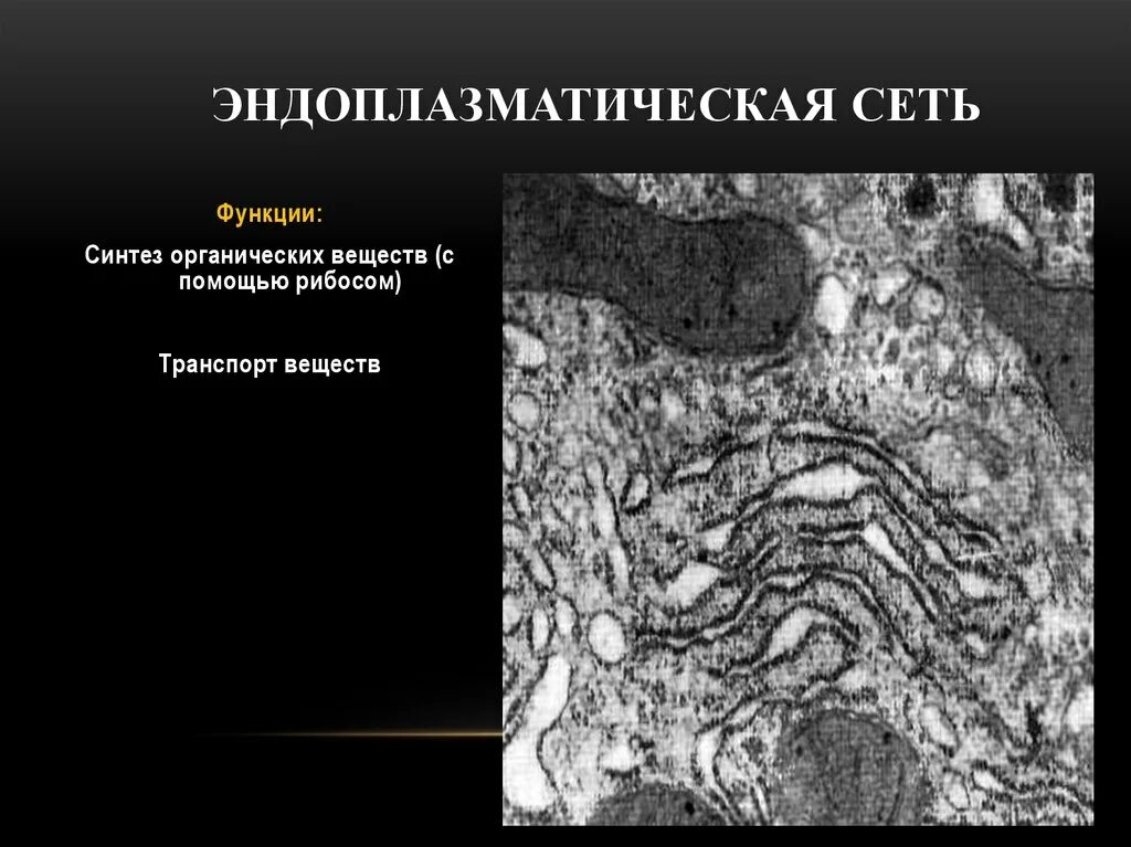 Эндоплазматическая сеть синтез. Эндоплазматическая сеть. Эндоплазматическая сеть функции. Эндоплазматической сети Синтез. Эндоплазматическая сеть функции Синтез органических веществ.