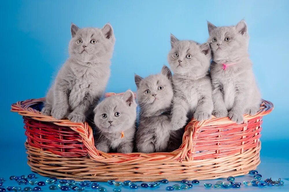 Британские котята в корзине. Много котят. Пять котят. Котята разных пород. 1 кошка и 5 котят