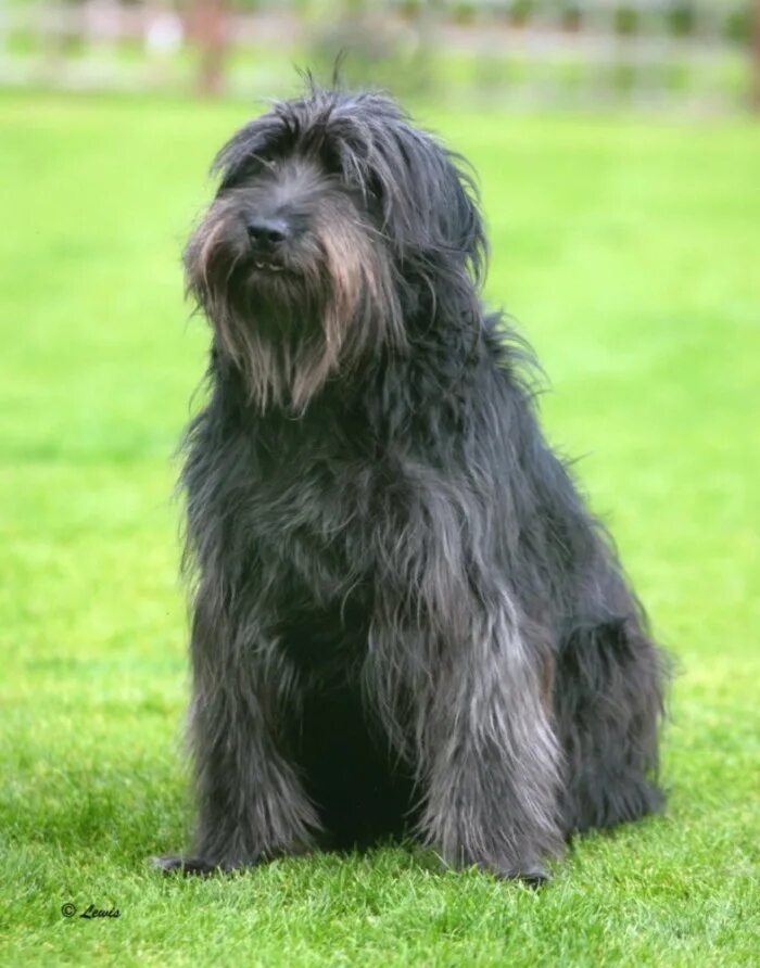 Название лохматых собак. Биардид бородатый колли. Bearded collie порода собак. Староанглийская овчарка бобтейл. Шотландская бородатая колли.
