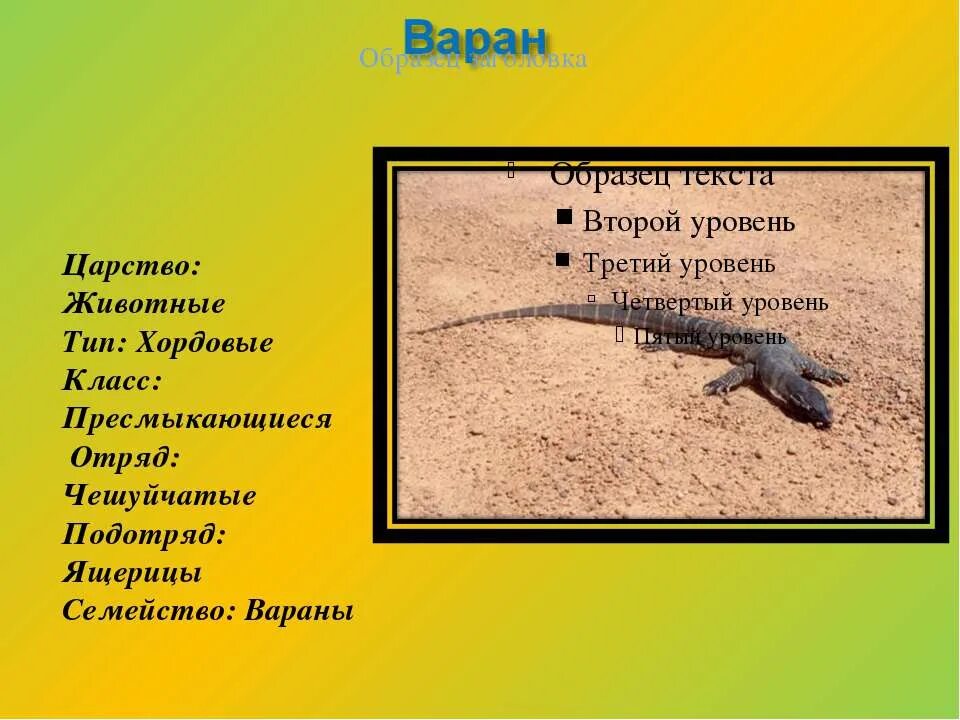К какому классу хордовых относят исчезающих варанов