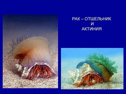 Примеры актинии