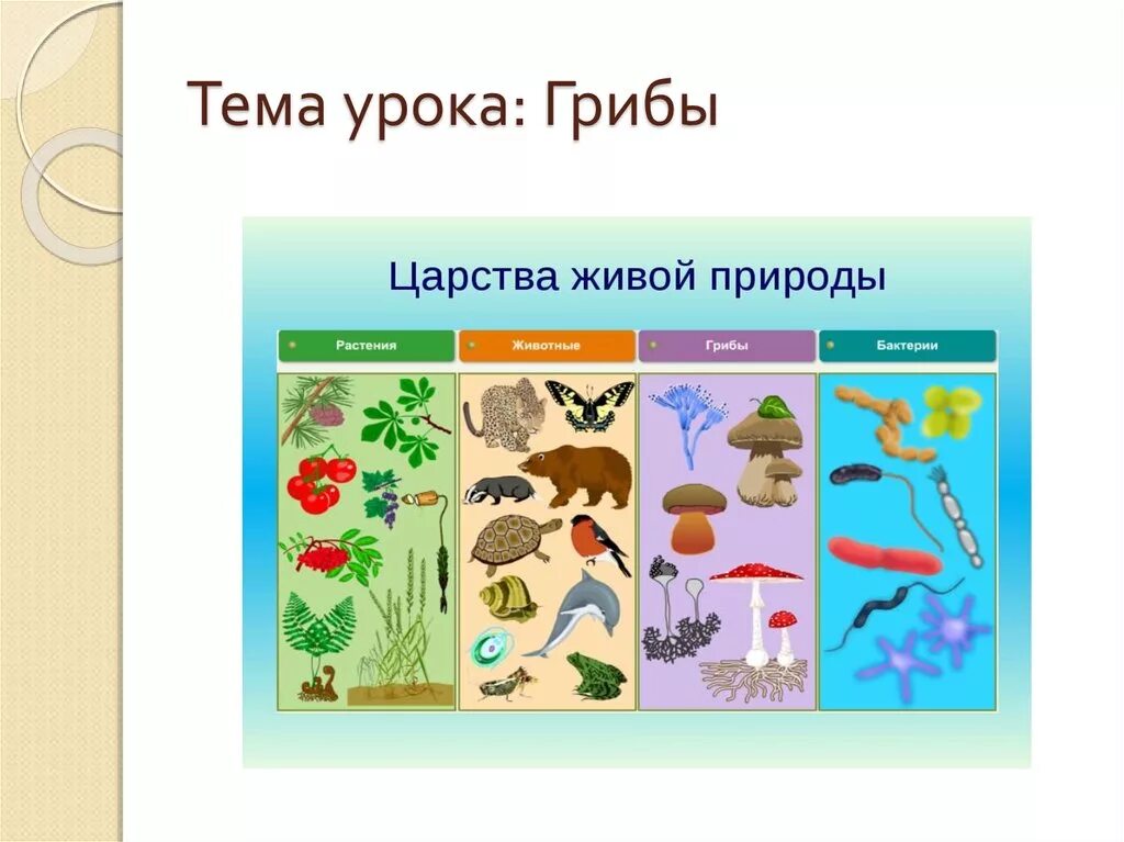 Царством живой природы являются. Биология 5 класс тема царство живой природы. Царства живых организмов 5 класс биология. Царства живой природы 5 класс биология. Царство растений животных грибов.