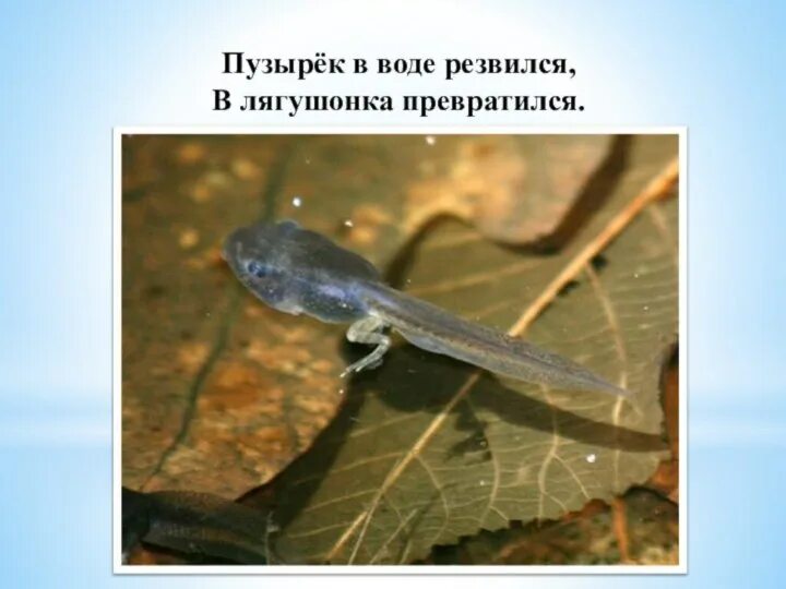 В воде головастик он постепенно превращается. В воде головастик он постепенно превращается