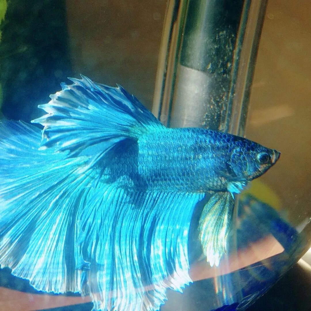 Петушок бирюзовый вуалевый. Рыбка петушок оранжевый. Аквариумные рыбки петушки. Рыбка петушок альбинос. Плавниковая гниль.