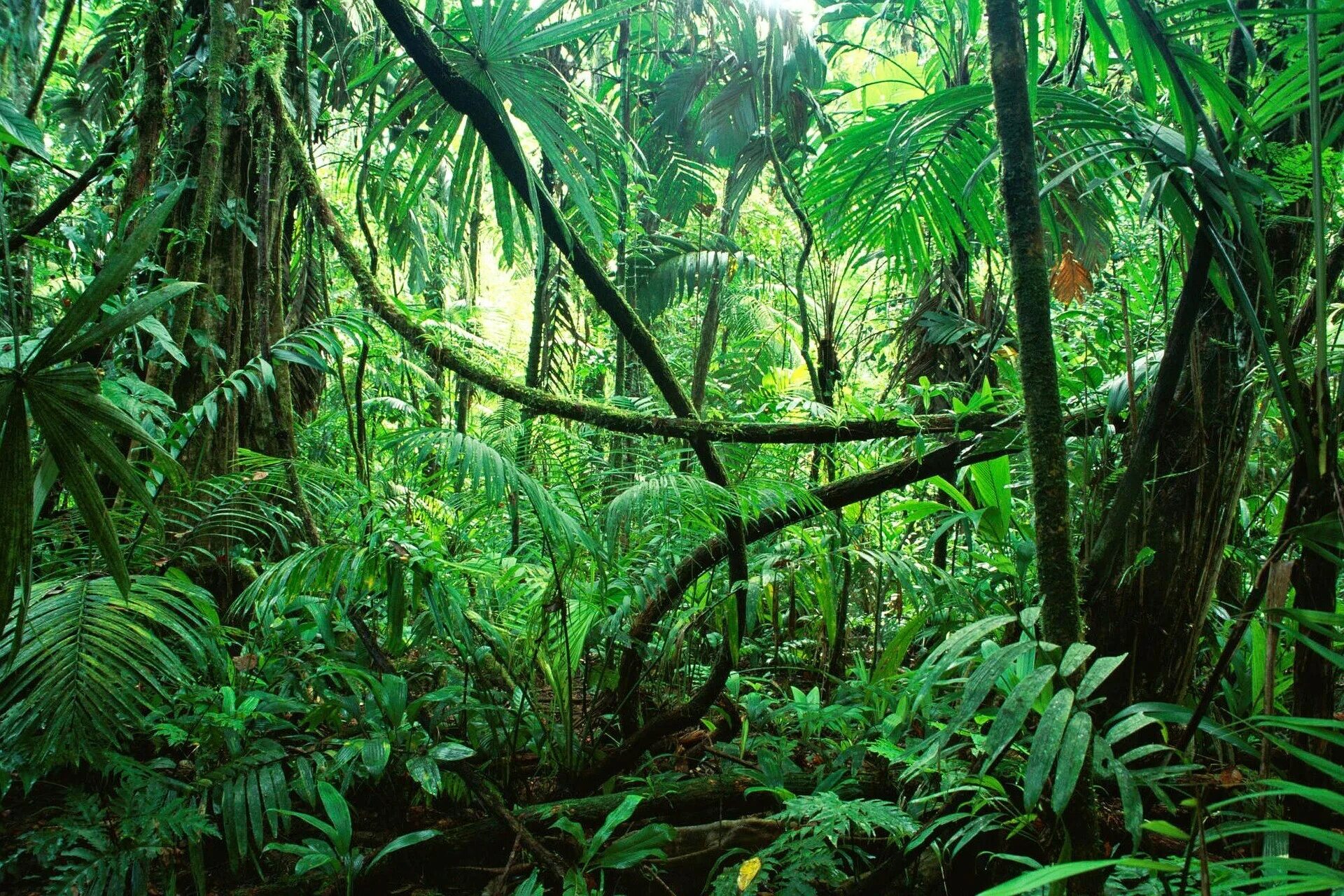 Люди живущие в экваториальном климате имеют уплощенный. Тайга джунгли Сельва. Тропикал Рейнфорест. Сельва Южной Америки. Южная Америка Сельва лианы.