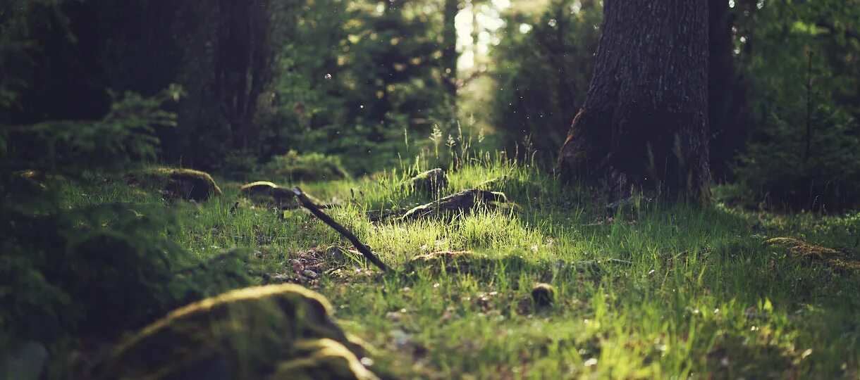 лес панорама. шапка для канала природа. шапки лес. твин пикс лес. лес шапка.