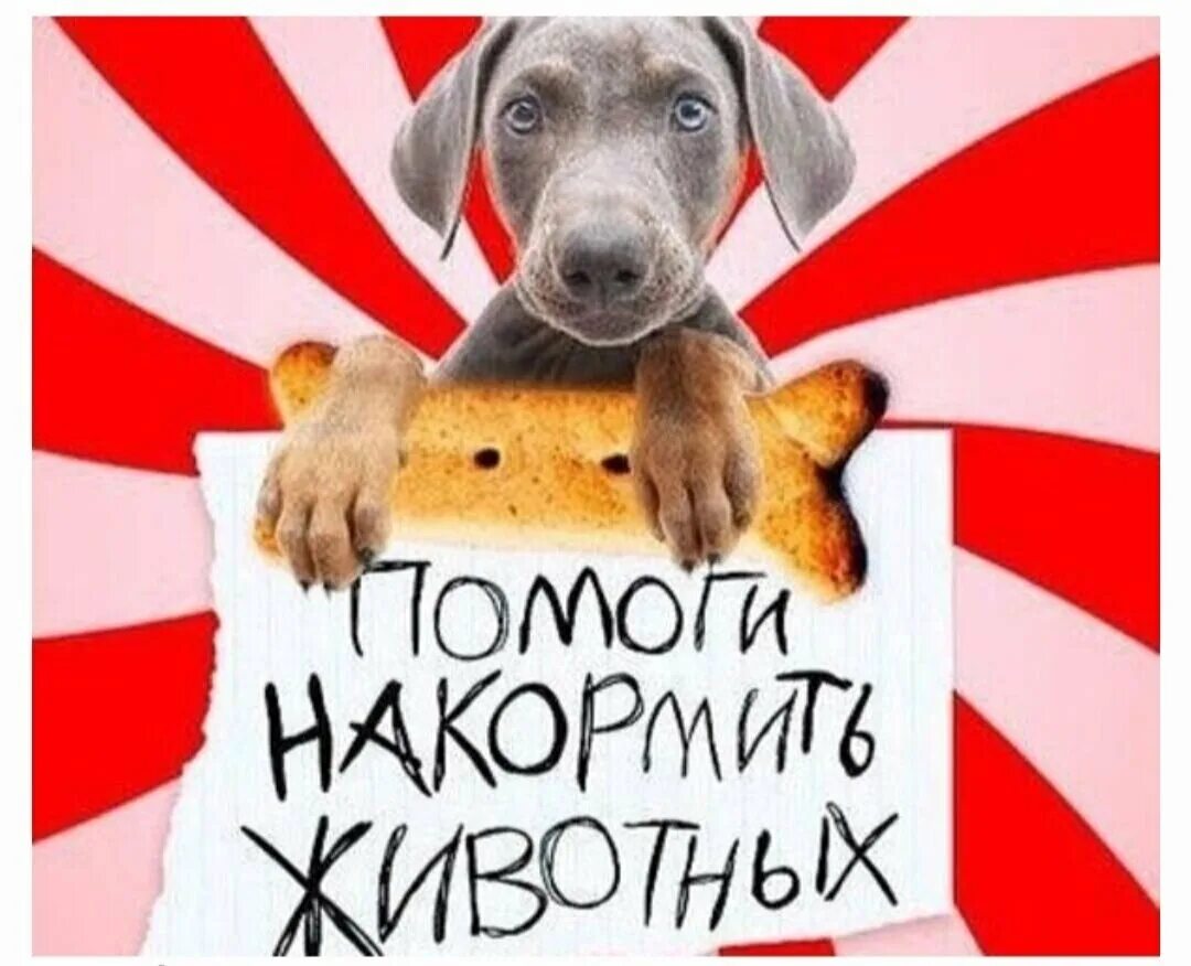 Накорми бездомных животных. Помогите на корм животным. нужен корм щенкам. помогите накормить щенков. помогите кормом для собак.