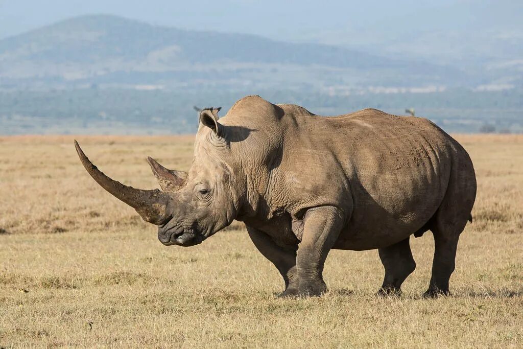Изображения носорога. Африканский белый носорог. Белый носорог (Ceratotherium simum). Африканский двурогий носорог. Белые носороги в ЮАР.