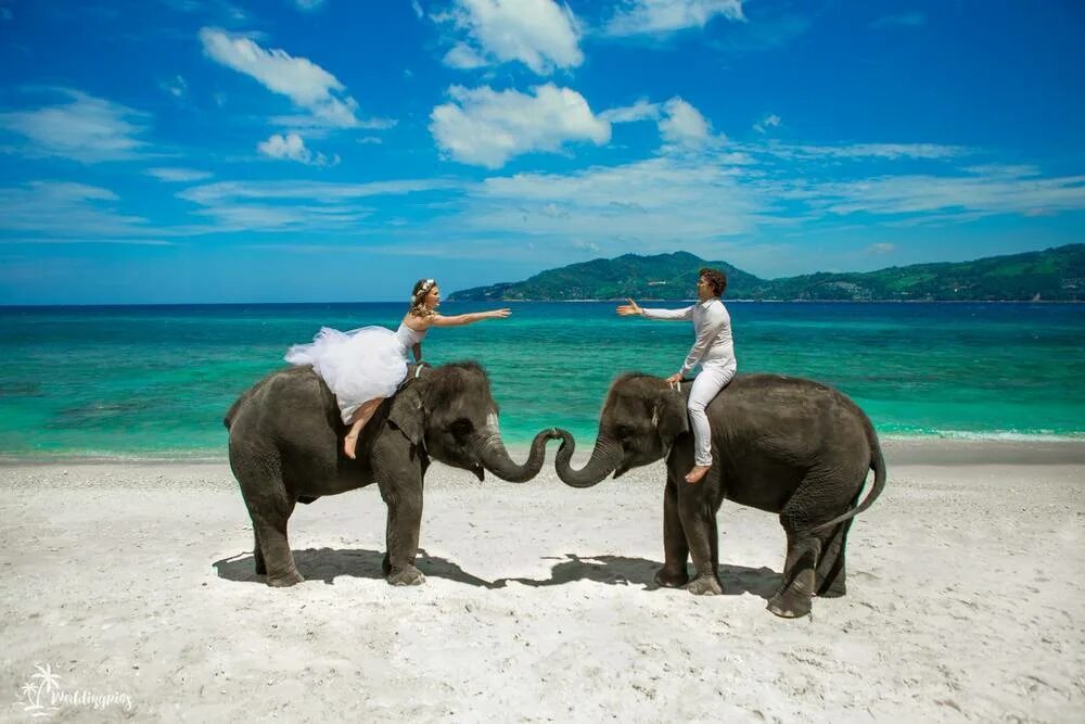 Тайланд Пхукет слон. Шри Ланка слоники. Пхукет Шри Ланка. Катание на слонах Шри Ланка.