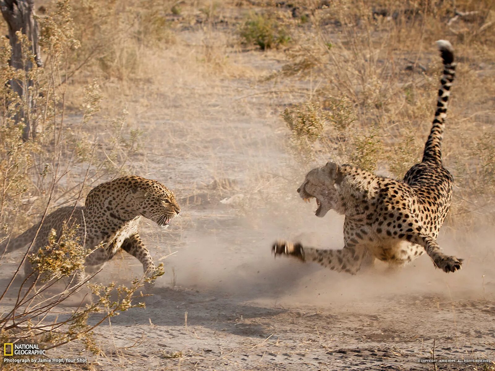 Движение первых дикая природа. Гепард против ягуара. Бородавочник против Льва. Леопард vs гепард. Фото гепард,леопард леопард и гепард.