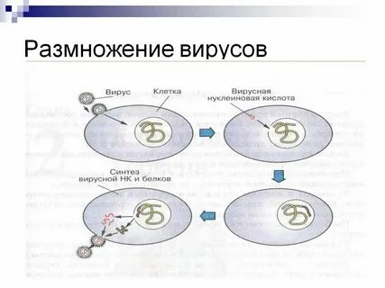 Как происходит размножение вирусов