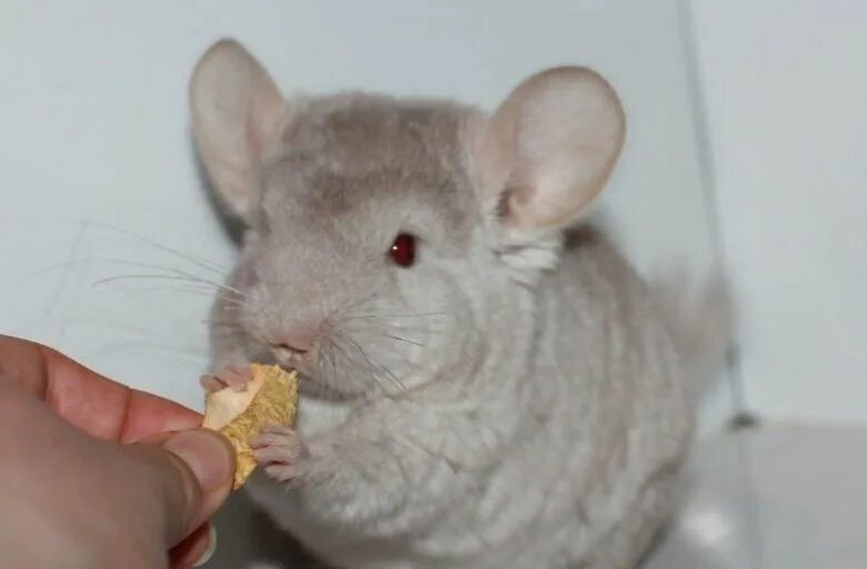 белая шиншилла альбинос. шиншилла альбинос. шиншилла белый эбони. шиншилла альбиносец. гомобежевый окрас шиншиллы.