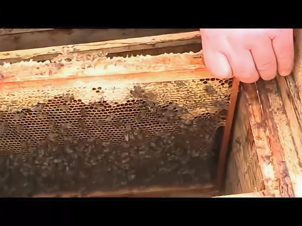 Когда подставлять вощину пчелам
