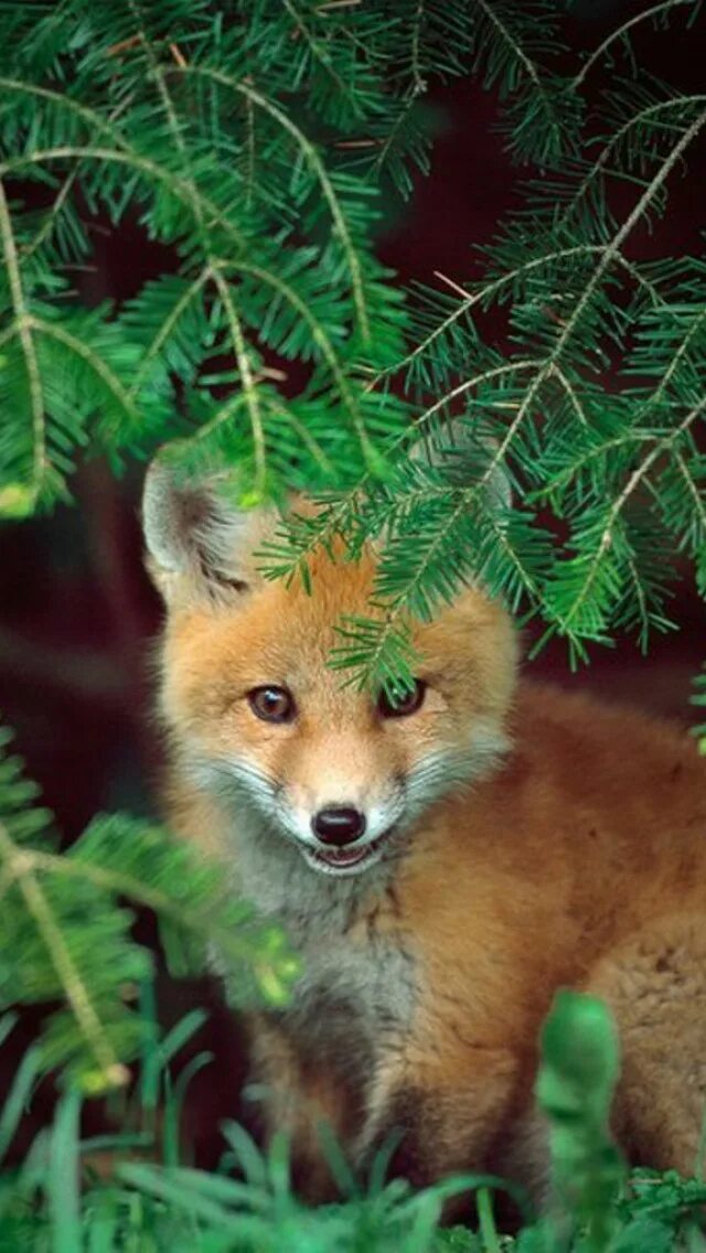 Лесные звери. Елочка лиса елочка лиса. Сказочный зимний лес. Новогодняя лиса. Ёлочная игрушка лисы.