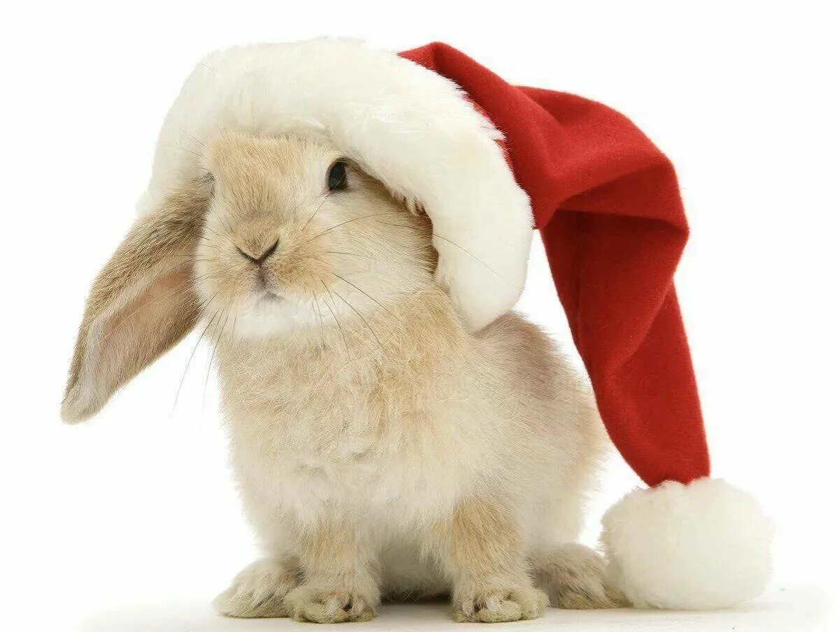 Улыбающиеся твари happy bunny. Happy bunny year. Заяц новый год. С новым годом кролика. Милые зайчики.