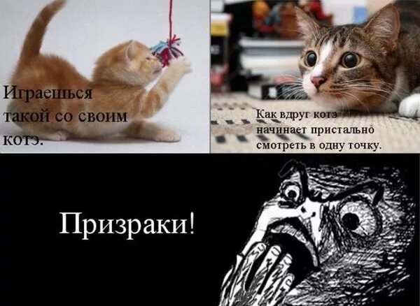 Почему кот не двигается. Кошка уставилась в одну точку. кот призрак. почему кошки смотрят в одну точку. шутки про призраков.