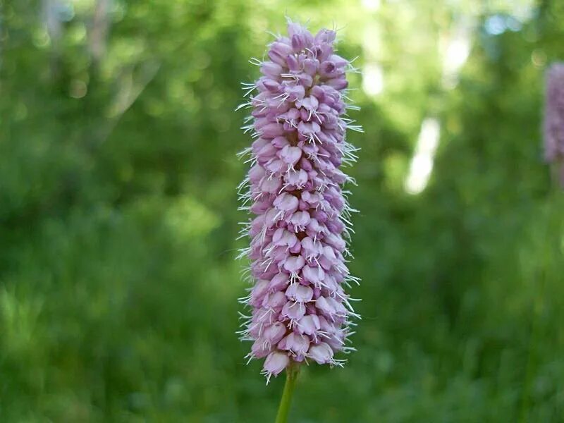 Змеевик большой. Горец змеиный (Polygonum bistorta). Горец змеиный (Polygonum bistorta `superba`). Горец Луговой. Bistorta змеевик.